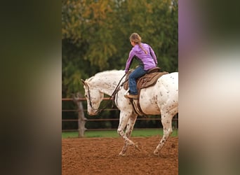 Appaloosa, Valack, 15 år, 160 cm