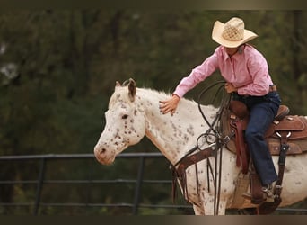 Appaloosa, Valack, 15 år, 160 cm