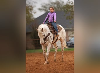 Appaloosa, Valack, 15 år, 160 cm