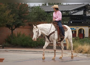 Appaloosa, Valack, 15 år, 160 cm