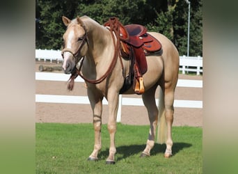 Appaloosa, Valack, 3 år, 155 cm, Palomino