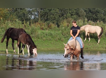 Appaloosa, Valack, 3 år, 155 cm, Palomino