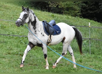 Appaloosa, Wallach, 3 Jahre, 162 cm, Schecke