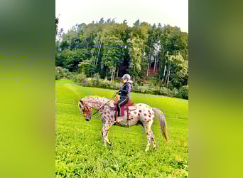 Appaloosa, Valack, 3 år, 163 cm, Leopard-Piebald