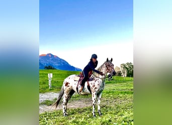 Appaloosa, Valack, 3 år, 163 cm, Leopard-Piebald