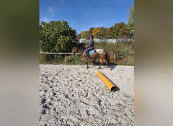 Appaloosa Blandning, Wallach, 4 Jahre, 158 cm, Tigerschecke