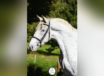 Appaloosa, Valack, 4 år, 160 cm, Grå-flugskimmel
