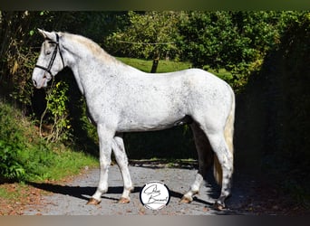 Appaloosa, Valack, 4 år, 160 cm, Grå-flugskimmel