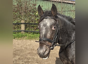 Appaloosa Blandning, Wallach, 6 Jahre, 136 cm, White