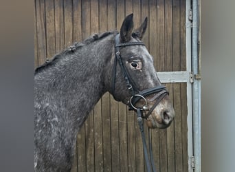 Appaloosa Blandning, Wallach, 6 Jahre, 136 cm, White