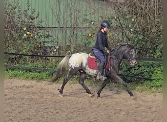 Appaloosa Blandning, Wallach, 6 Jahre, 136 cm, White