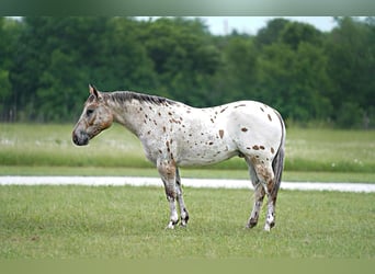 Appaloosa, Valack, 6 år, 137 cm, Leopard-Piebald