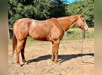 Appaloosa, Valack, 6 år, 150 cm, Rödskimmel