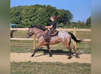 Appaloosa, Valack, 6 år, 156 cm, Leopard-Piebald