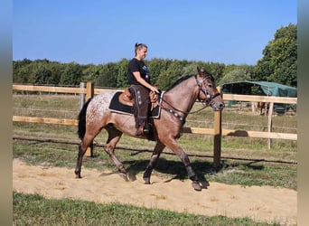 Appaloosa, Valack, 6 år, 156 cm, Leopard-Piebald