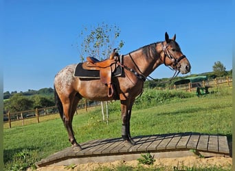 Appaloosa, Valack, 6 år, 156 cm, Leopard-Piebald