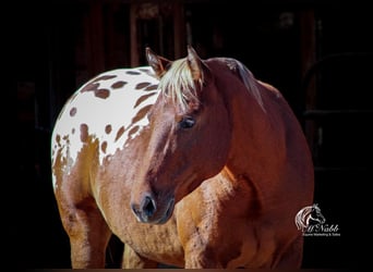 Appaloosa, Valack, 7 år, 142 cm, Brun