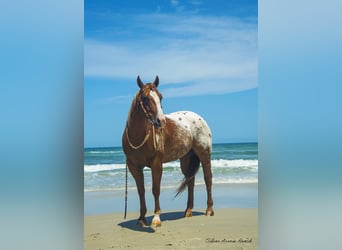 Appaloosa, Valack, 7 år, 150 cm