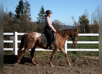 Appaloosa Blandning, Valack, 7 år, 154 cm, Leopard-Piebald