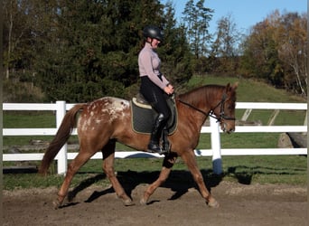 Appaloosa Blandning, Valack, 7 år, 154 cm, Leopard-Piebald