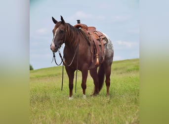 Appaloosa, Valack, 8 år, 152 cm, Fux