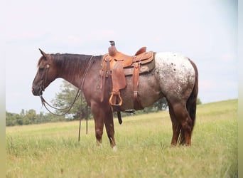 Appaloosa, Valack, 8 år, 152 cm, Fux