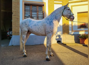 Appaloosa, Valack, 9 år, 163 cm