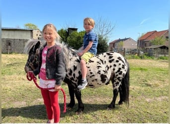 Appaloosa, Wałach, 10 lat, 107 cm, Tarantowata