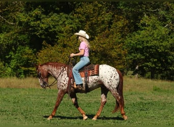 Appaloosa, Wałach, 10 lat, 147 cm, Ciemnokasztanowata