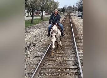 Appaloosa, Wałach, 10 lat, 152 cm, Ciemnokasztanowata