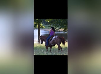 Appaloosa, Wałach, 10 lat, 160 cm