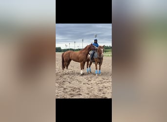 Appaloosa, Wałach, 10 lat, 160 cm