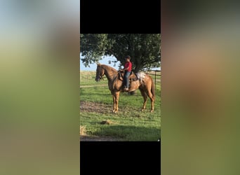 Appaloosa, Wałach, 10 lat, 160 cm