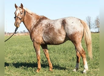 Appaloosa, Wałach, 10 lat, 165 cm, Cisawa