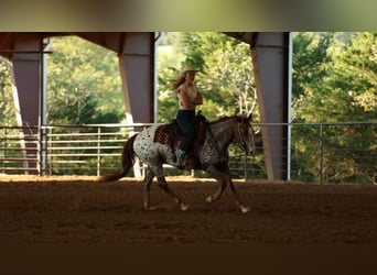 Appaloosa, Wałach, 11 lat, 147 cm, Ciemnokasztanowata