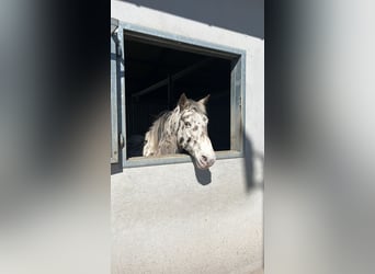 Appaloosa, Wałach, 11 lat, 150 cm, Tarantowata