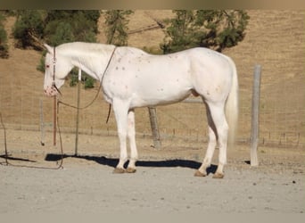 Appaloosa, Wałach, 11 lat, 155 cm, Biała
