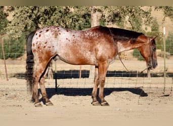 Appaloosa, Wałach, 11 lat, Gniada