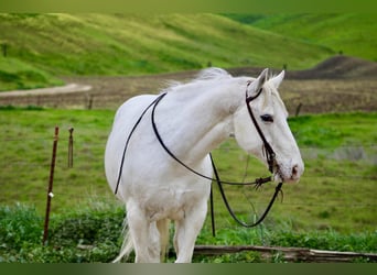 Appaloosa, Wałach, 12 lat, 147 cm, Siwa