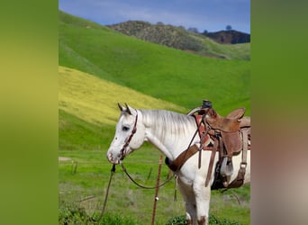 Appaloosa, Wałach, 12 lat, 152 cm, Kasztanowatodereszowata