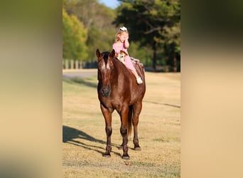 Appaloosa, Wałach, 12 lat, 152 cm