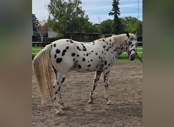 Appaloosa, Wałach, 12 lat, 153 cm, Tarantowata