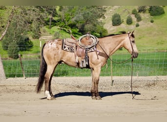 Appaloosa, Wałach, 12 lat, 155 cm, Jelenia