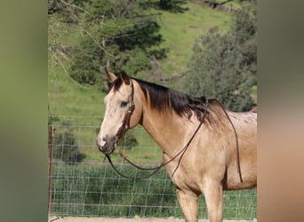 Appaloosa, Wałach, 12 lat, 155 cm, Jelenia