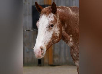 Appaloosa, Wałach, 12 lat, 165 cm, Kasztanowatodereszowata