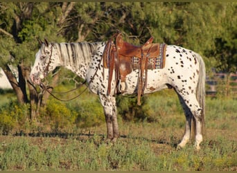 Appaloosa, Wałach, 13 lat, 145 cm, Kasztanowata