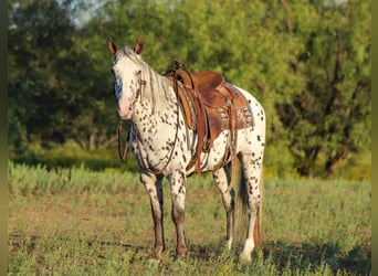 Appaloosa, Wałach, 13 lat, 145 cm, Kasztanowata