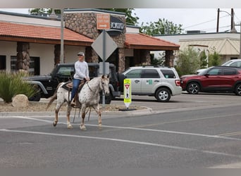 Appaloosa, Wałach, 13 lat, 147 cm, Kasztanowatodereszowata