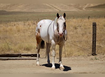 Appaloosa, Wałach, 13 lat, 150 cm, Jelenia