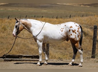 Appaloosa, Wałach, 13 lat, 150 cm, Jelenia